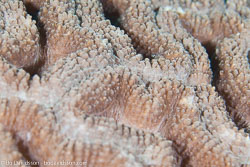 BD-151225-Apo-0002-Oulophyllia-sp.-Milne-Edwards---Haime.-1848-[Intermediate-valley-coral].jpg